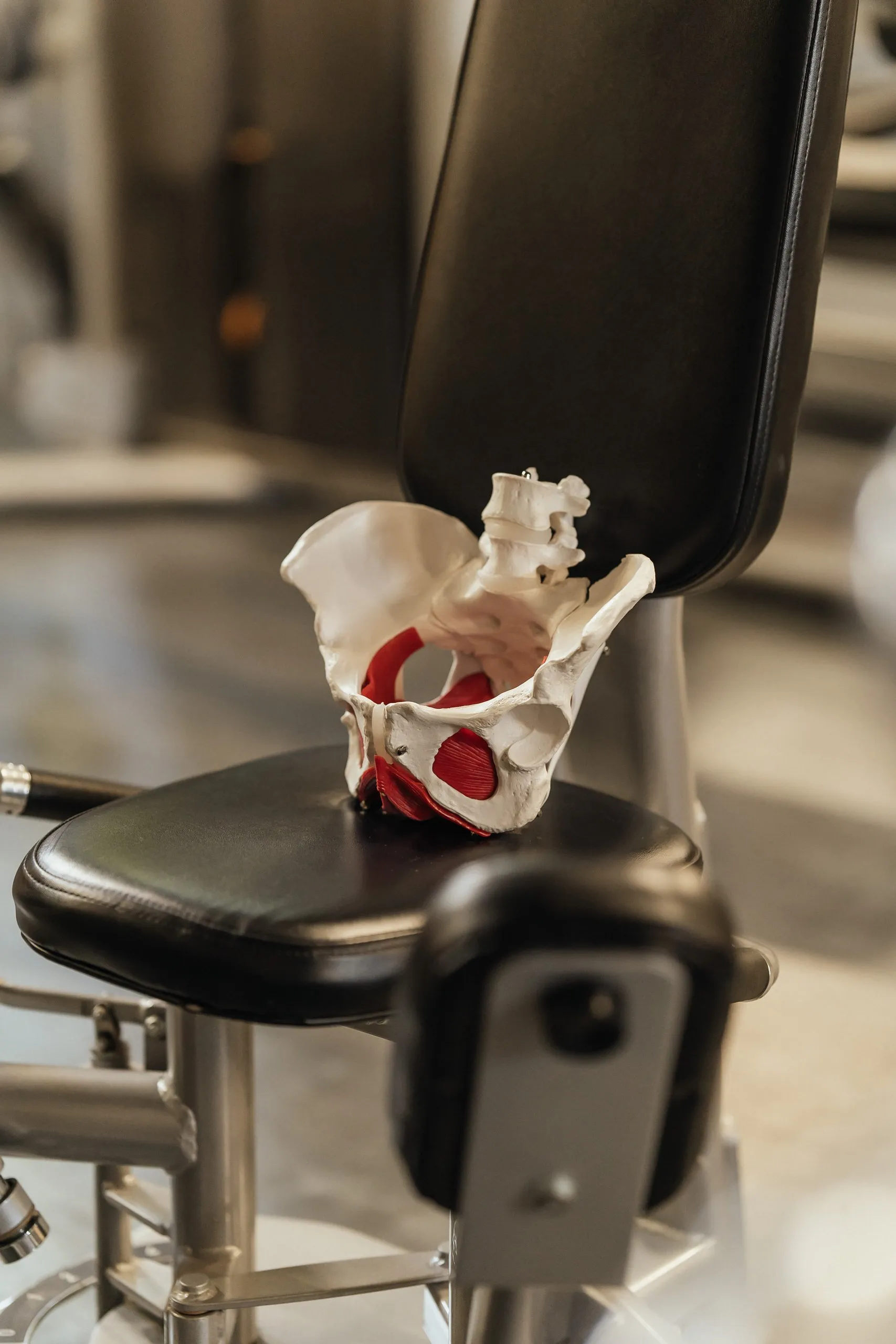 Анатомічна модель на спортивному тренажері — тіло як система в русі