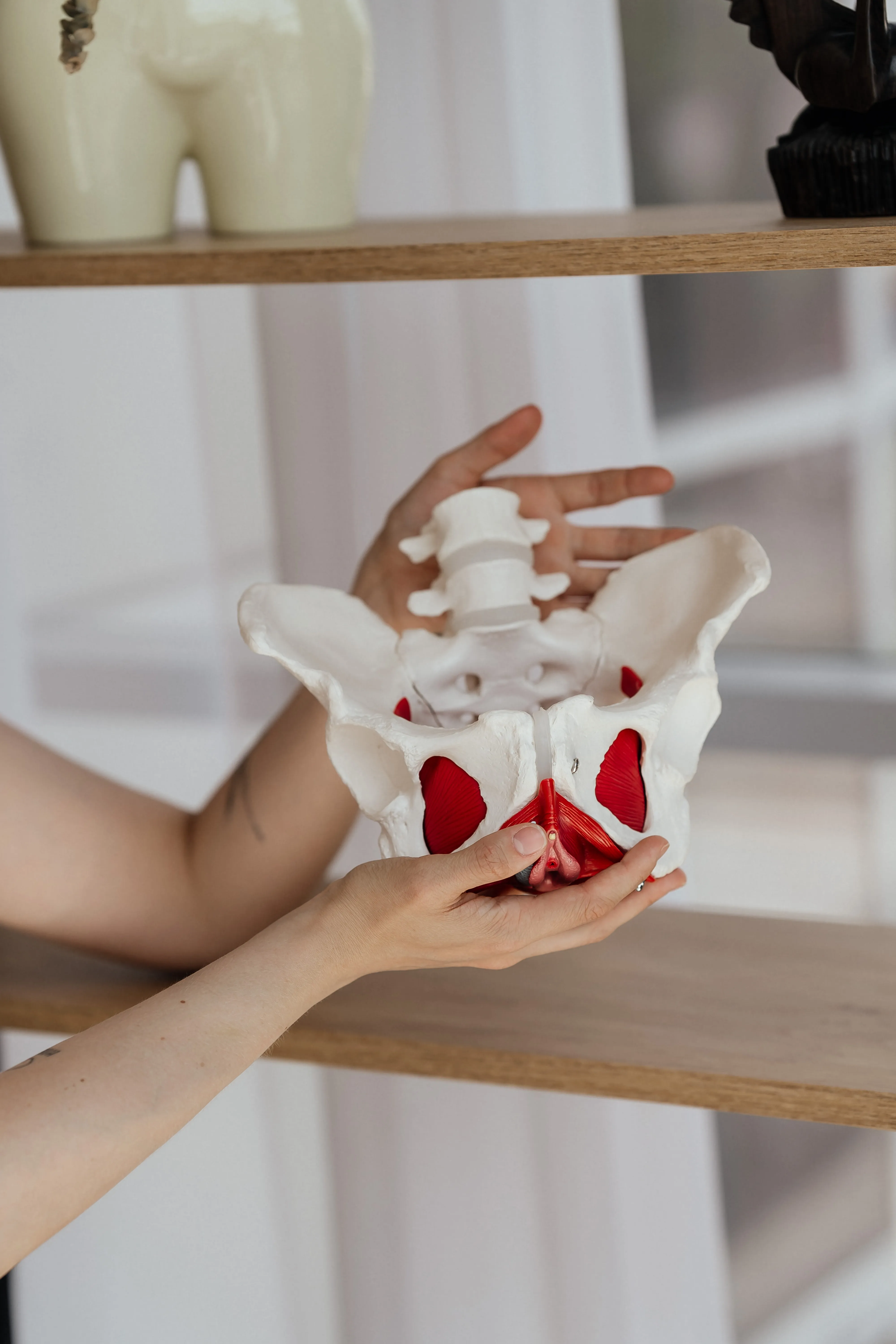 Модель мʼязів тазового дна в руках — візуальна метафора уваги до жіночого здоровʼя